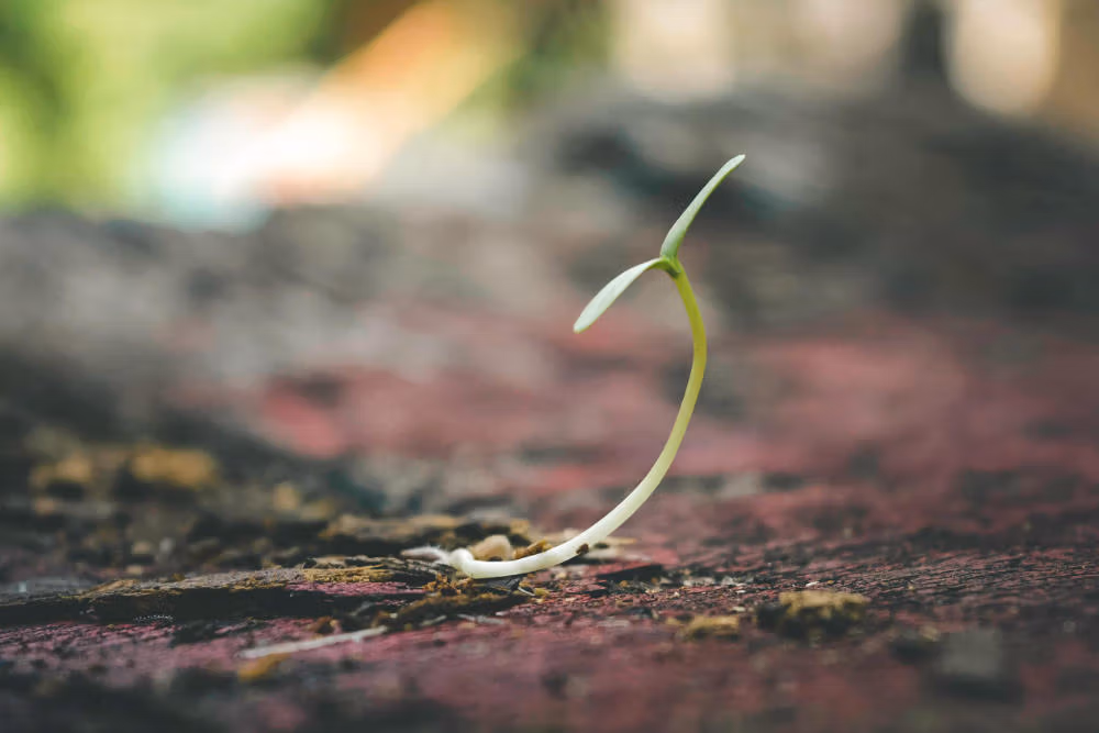 hopeseed